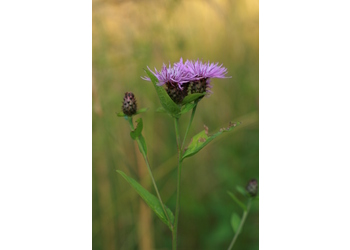 Wocheiner Schwärzliche Flockenblume (Centaurea nigrescens ssp. vochinensis) - © Emanuel Trummer